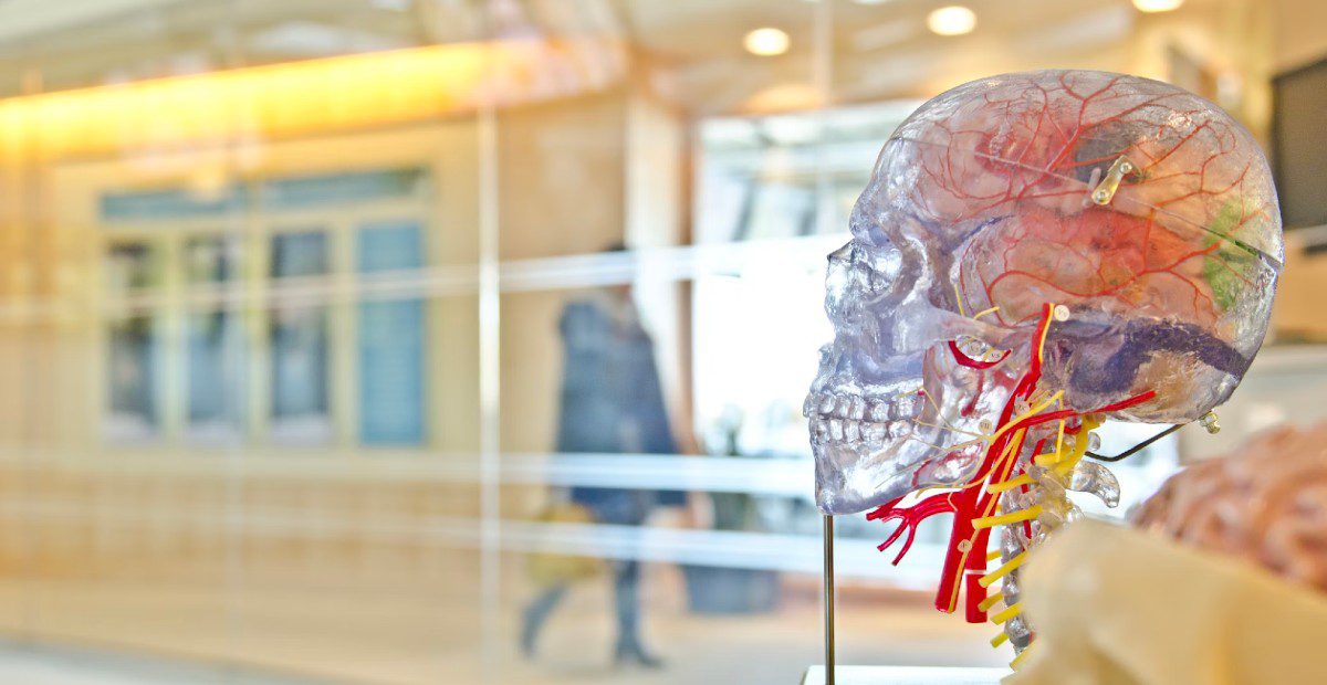 Imiter le cerveau humain pour mieux le comprendre